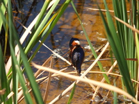 Malachite Kingfisher