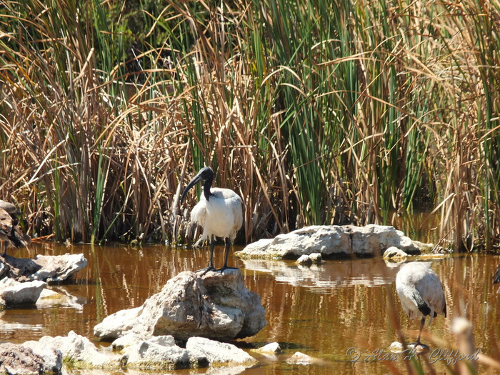 Sacred Ibis