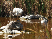 Sacred Ibis