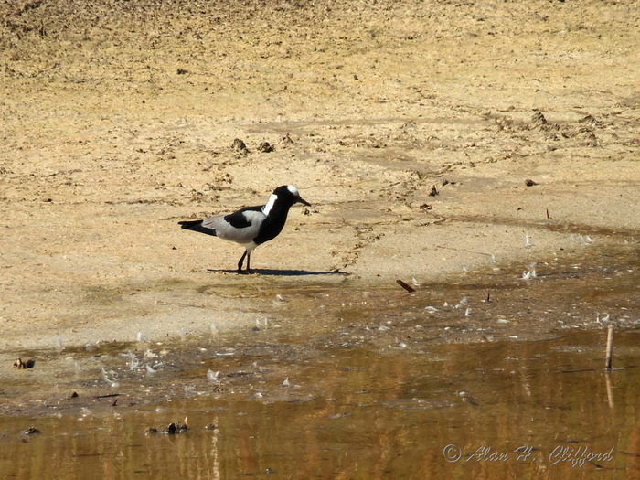 Blacksmith Lapwing