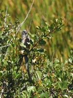 White-backed Mousebird