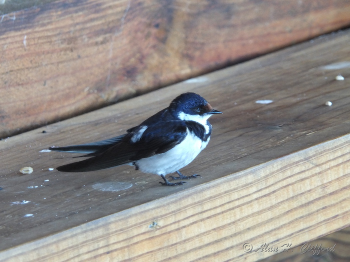 White-throated Swallow