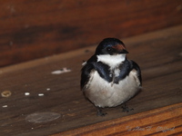 White-throated Swallow