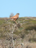 Rock Kestrel