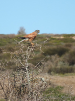 Rock Kestrel