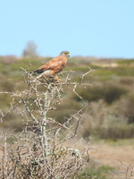 Rock Kestrel