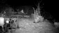 Garden camera in January