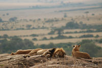 Lions on a rock overlooking the Mara