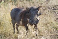 Warthog