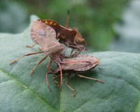 Bugs on the rhubarb