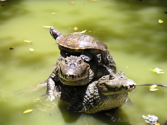 Barbados Wildlife Reserve.