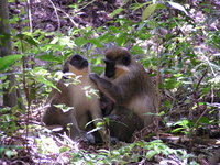 Green monkeys at Farley Hill.