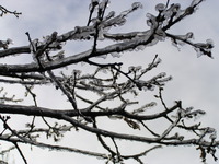 Icy branches