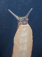 slug0076.jpg