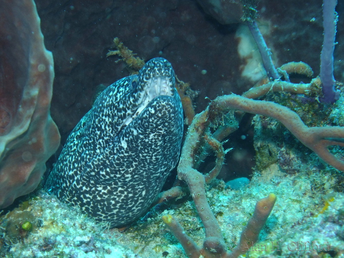 Spotted Moray