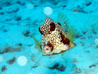 Smooth Trunkfish