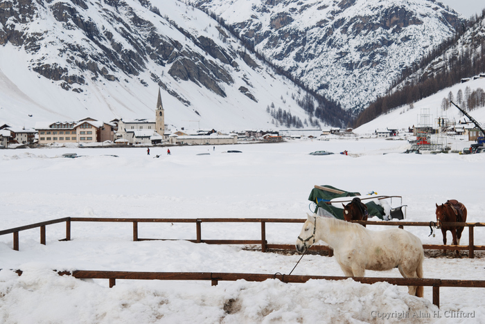 Horses and the Santa Maria church